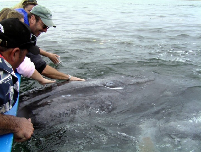 Avistamiento de ballenas